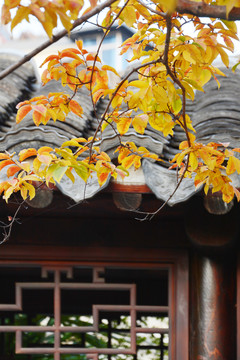 古建筑与秋叶