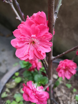 碧桃
