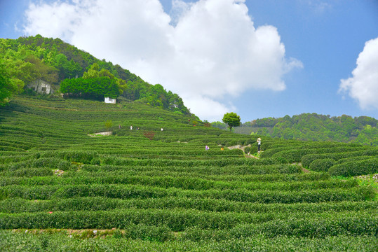 西湖龙井茶山