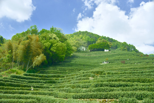 杭州龙井茶园