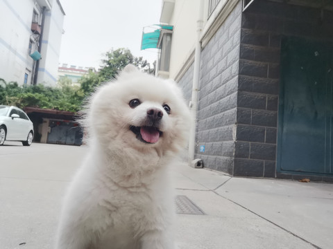 银狐犬