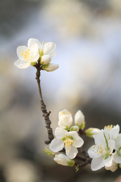 一枝花