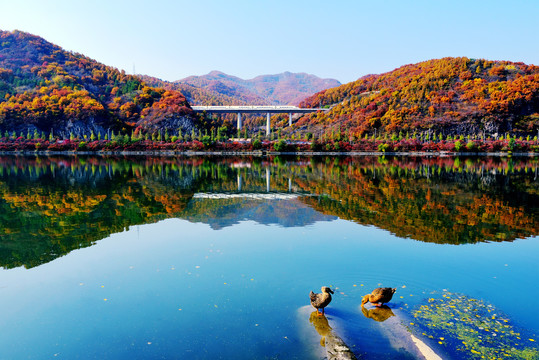 山峦秋色动车飞驰