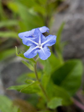 紫草科紫草属植物梓木草蓝色花朵