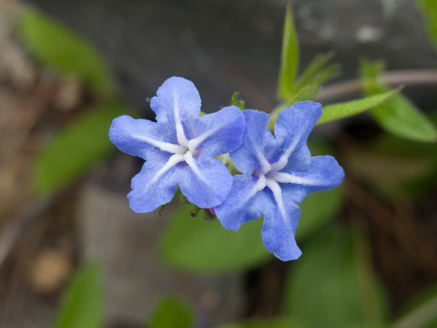 紫草科紫草属植物梓木草蓝色花朵