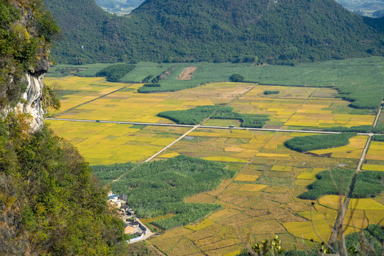 稻田和甘蔗地