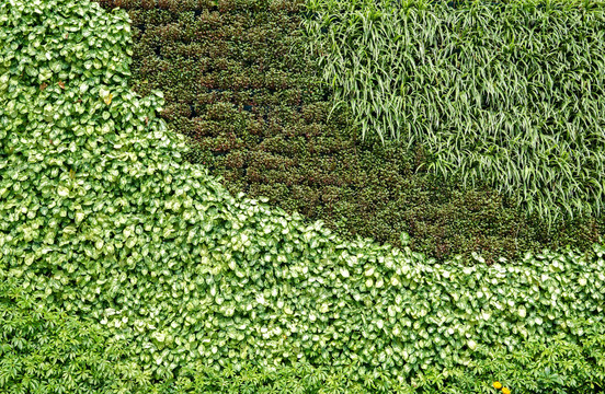 绿色植物墙