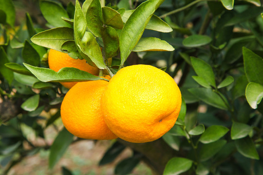 果冻橙树