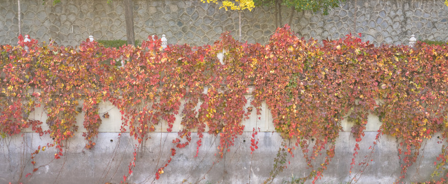 秋色植物墙