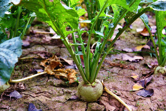 大头菜