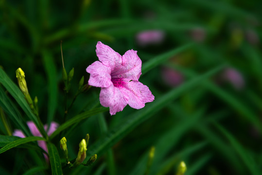 盛开粉色喇叭花的蓝花草