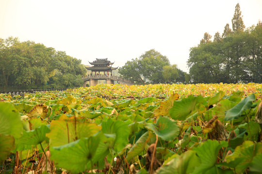 曲院风荷秋景