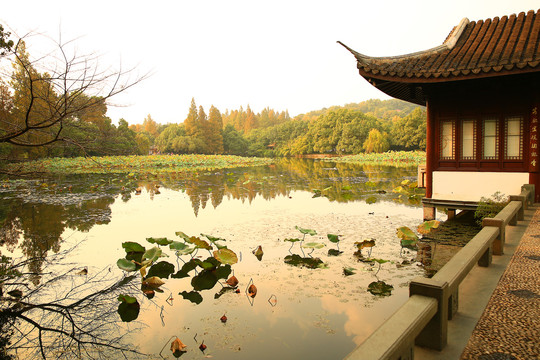 曲院风荷秋景