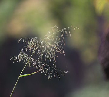 小草花