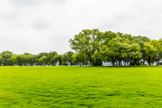 阳光树林草地