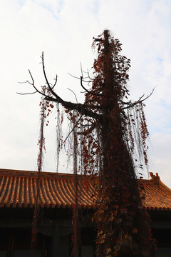 故宫里的古树