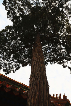 故宫里的百年古树