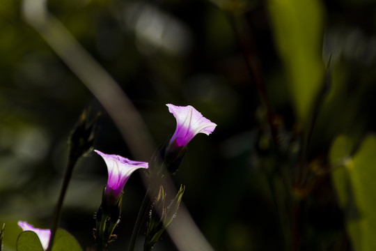 小牵牛花