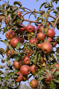 苹果采摘园