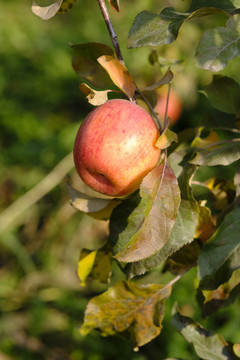 苹果种植园