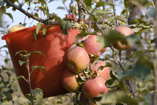 苹果种植园