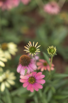 松果菊