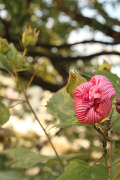 木芙蓉