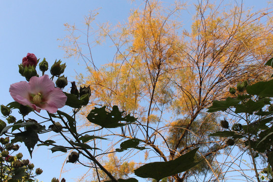 木芙蓉