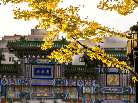 北京地坛的银杏树叶