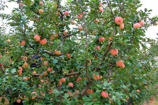 红富士苹果采摘园