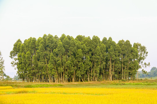 田野