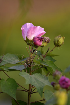 芙蓉花