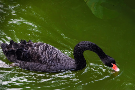 池中划水的黑天鹅
