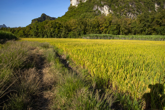 农田风景