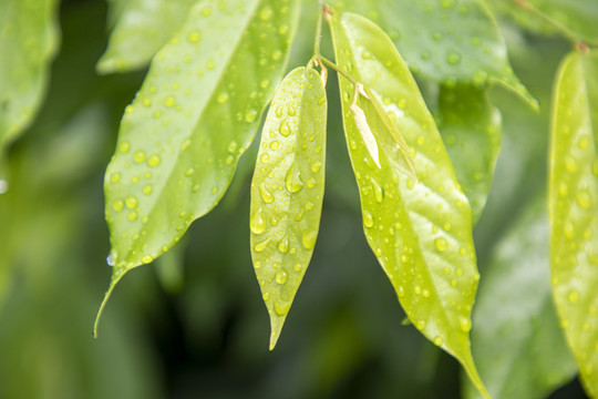 雨中绿叶