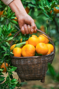 橘子采摘