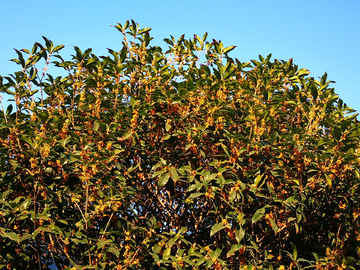 桂花树