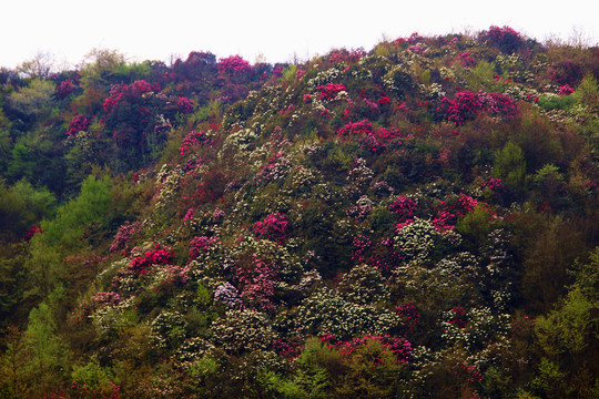 贵州毕节百里杜鹃普底景区杜鹃花