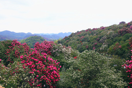 贵州毕节百里杜鹃普底景区杜鹃花