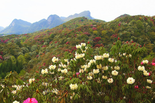 贵州毕节百里杜鹃普底景区杜鹃花