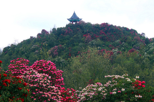 贵州毕节百里杜鹃普底景区