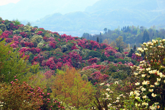 贵州毕节百里杜鹃普底景区