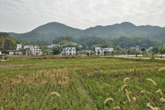 兴国县官田村田园风光