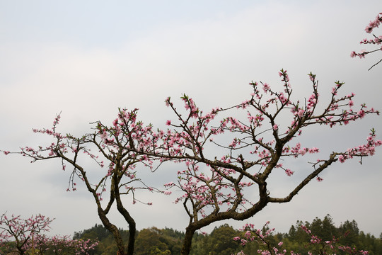 优美桃花造型