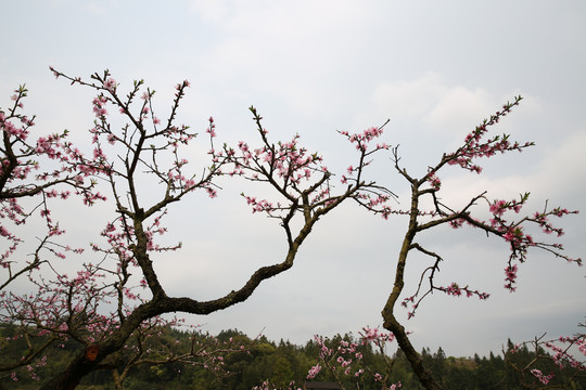 桃花造型