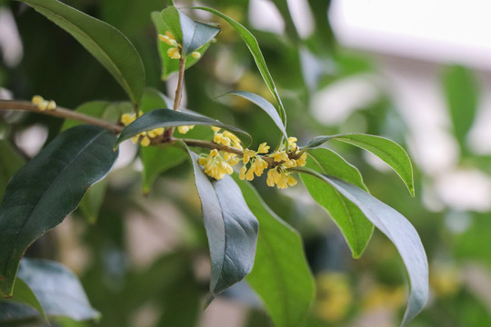 桂花金桂