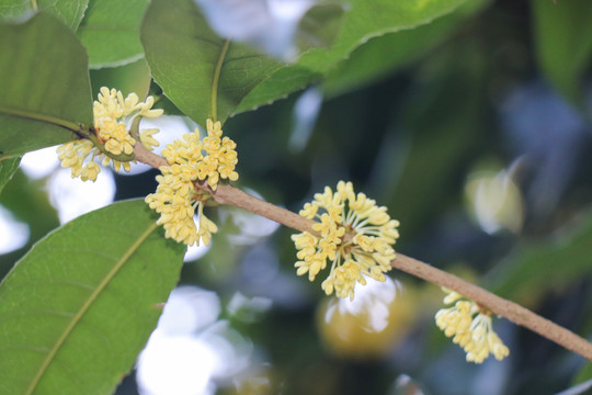 桂花金桂