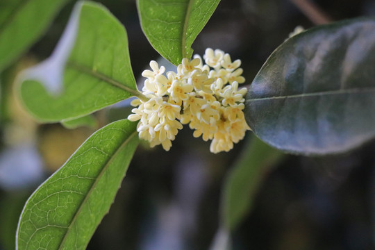 桂花金桂