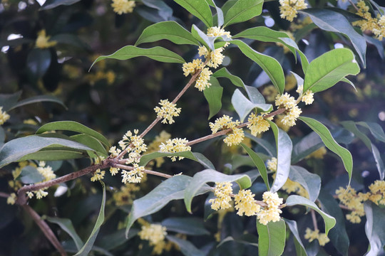 桂花金桂