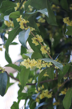 桂花金桂